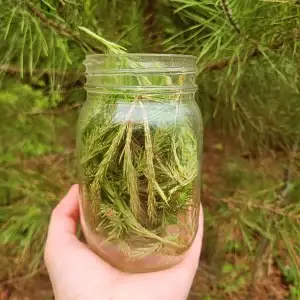 Pine Tip Tincture